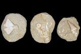 Flat: Cretaceous Marine Vertebrate Fossils - Pieces #81323-3